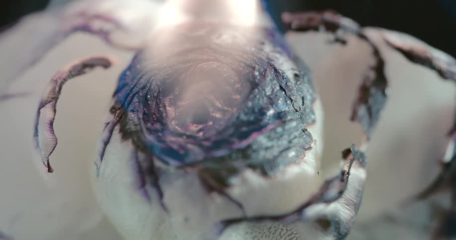 Petals burn on a rose