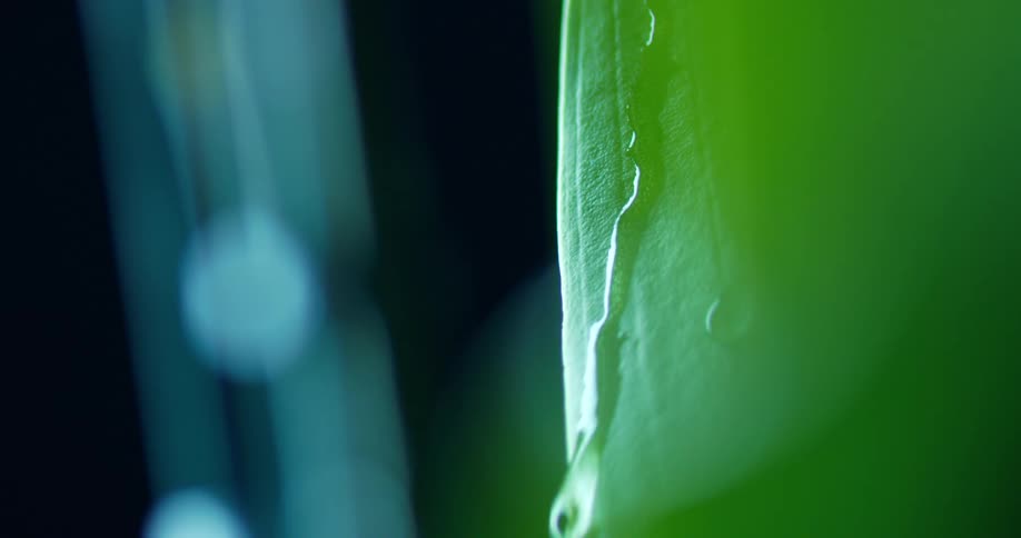 Water drips down the plant