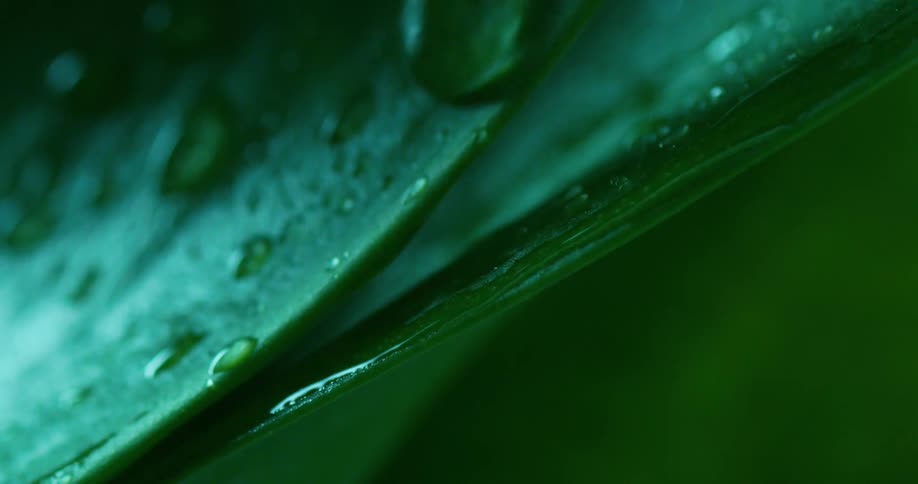 Water droplets roll down over a green plant leaf