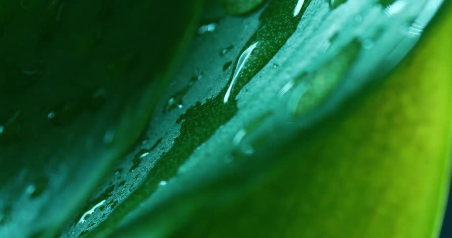 Waterdrops on a leaf at night