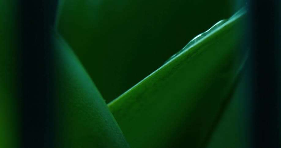 Water drips down green leaf