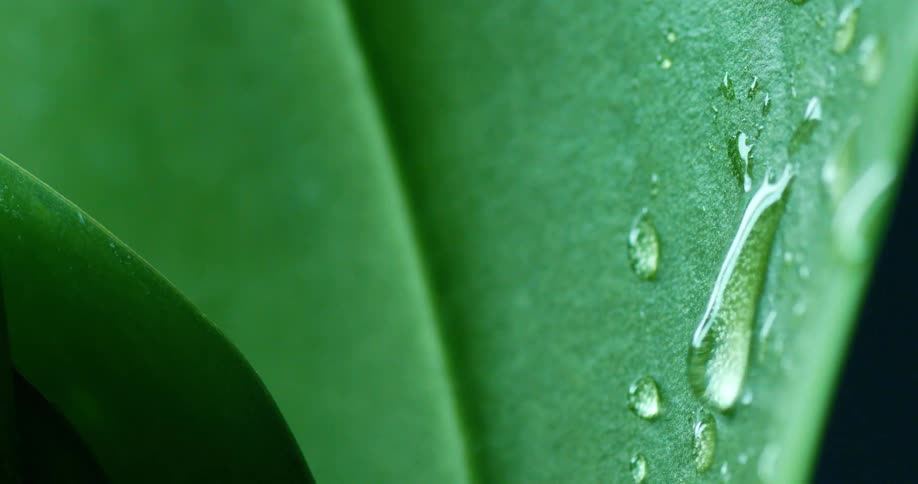 Close up of water drops rolling down a green leaf