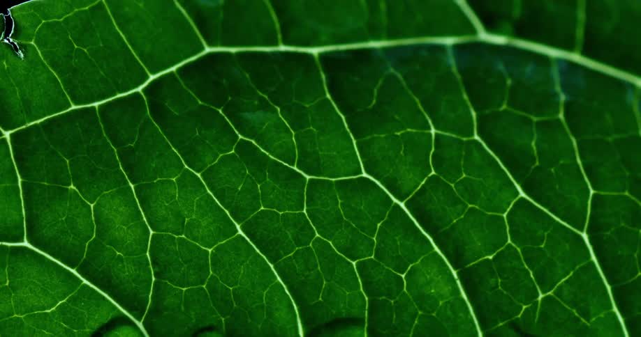 Extreme closeup of a green leaf with a water droplet sliding over it