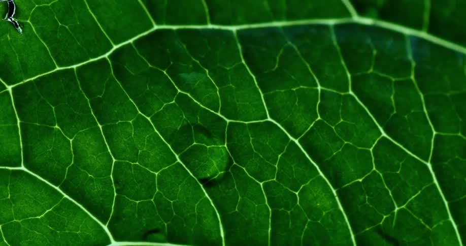 A drop of water falling from a green leaf