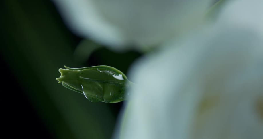 Close up of water droplets falling from a flower bud