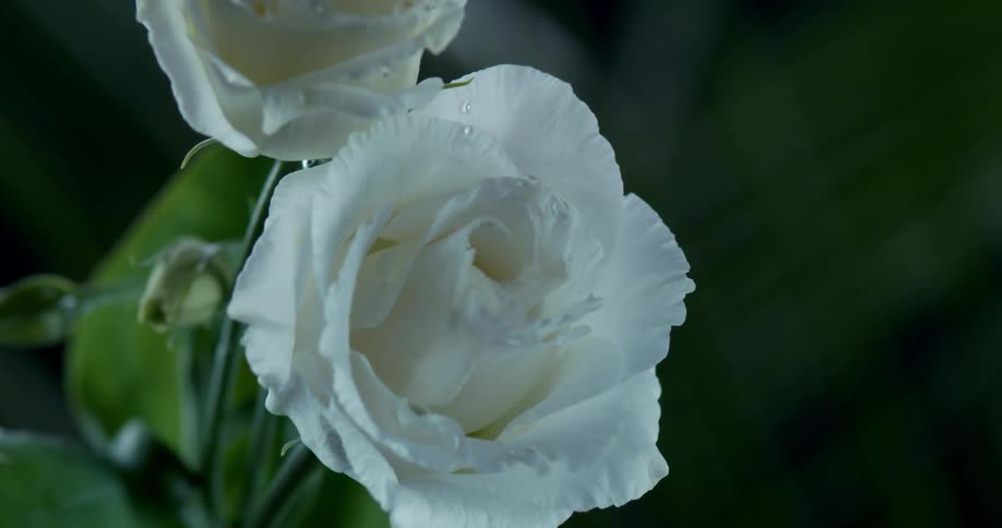 Water drips on the flowers