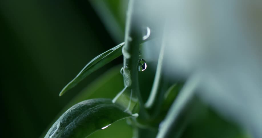 Water drips down the stem