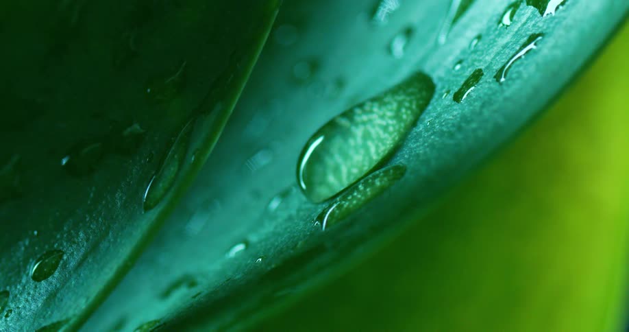 Water drop flows across green leaf