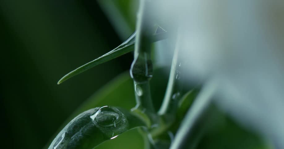 Water drips down the plant
