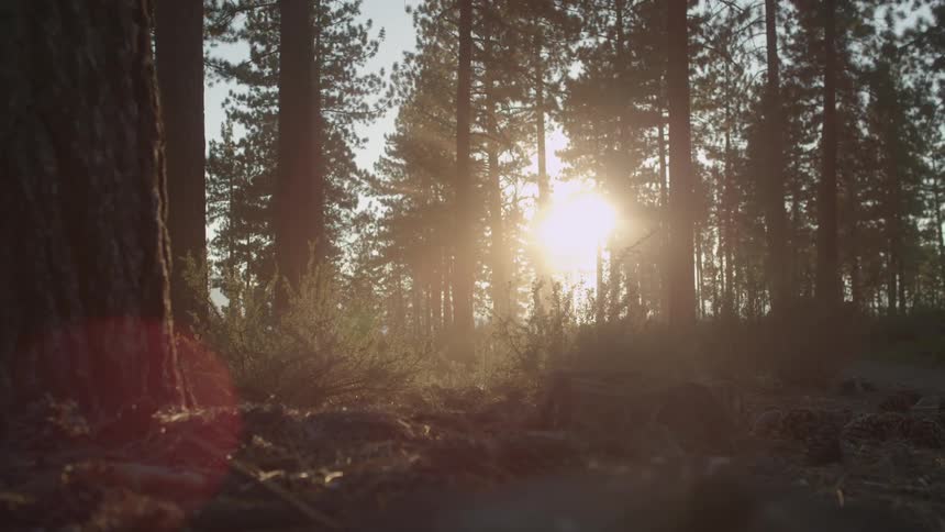 The sun is peeking into this forest