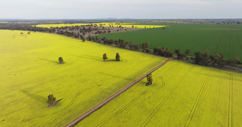 Large fields with yellow and green crops