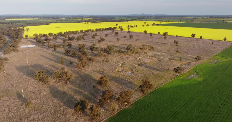 Aerial of a flat land with grass and trees at midday