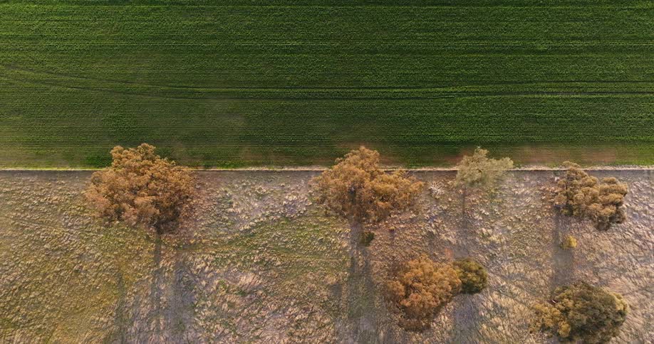 Aerial of a field with dry trees