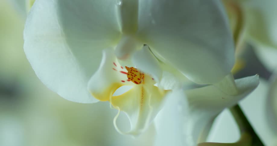 A white orchid moves as water droplets drip from the petals