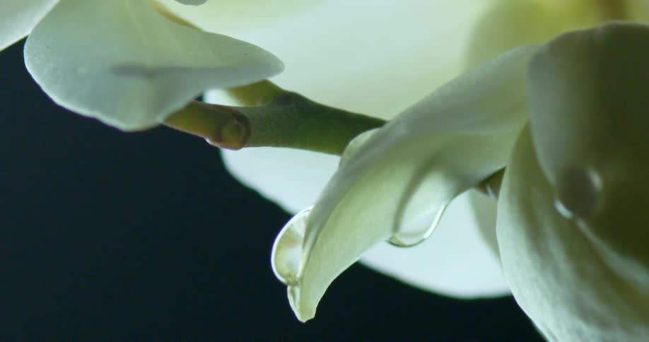 Drops falling from the flower petal