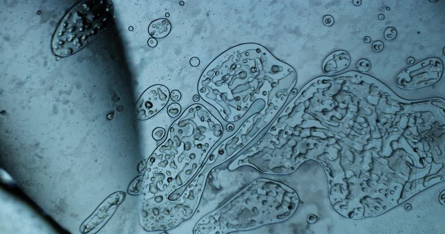Amorphous microbes slowly move across surface
