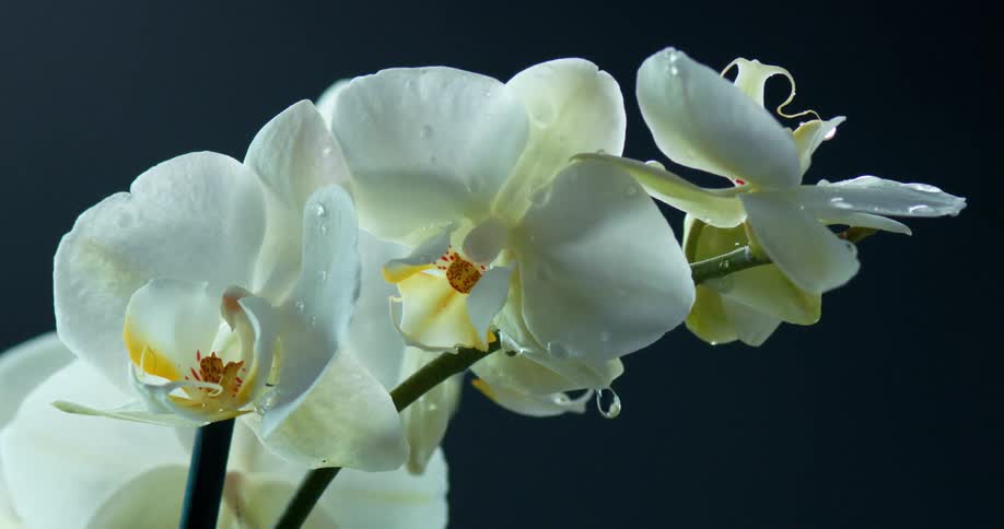 A plant with white flowers and petals with water drops falling from it