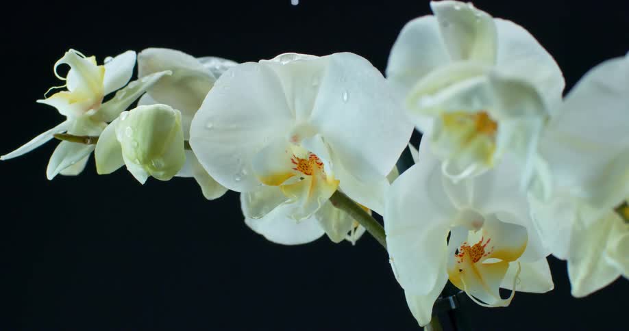 Water drops onto a stem full of white orchid blossoms
