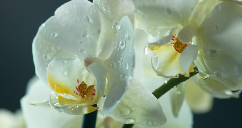White orchids move as raindrops fall on their petals and drip down