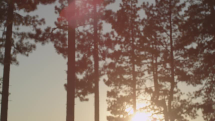 The sun is setting behind these trees