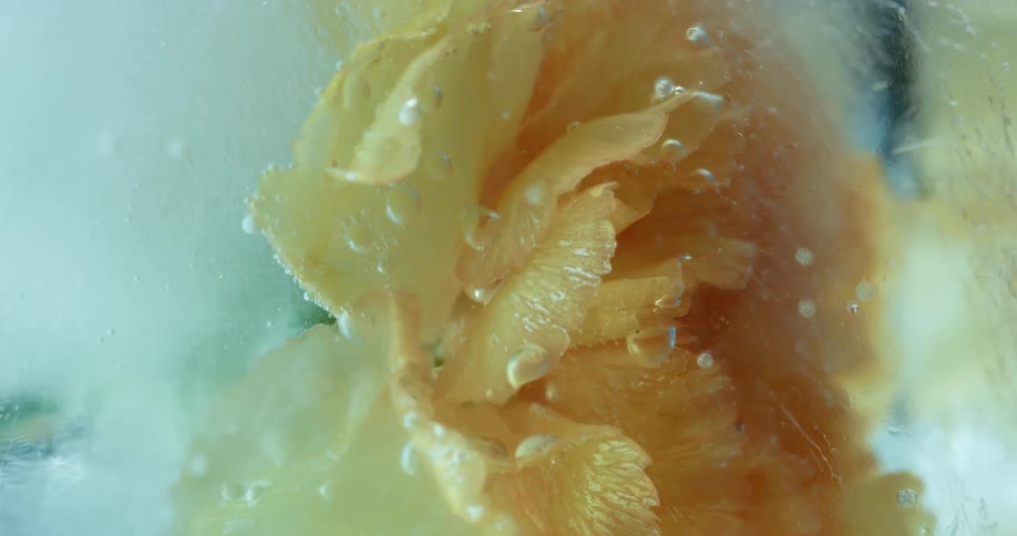 Yellow fungus on metallic surface