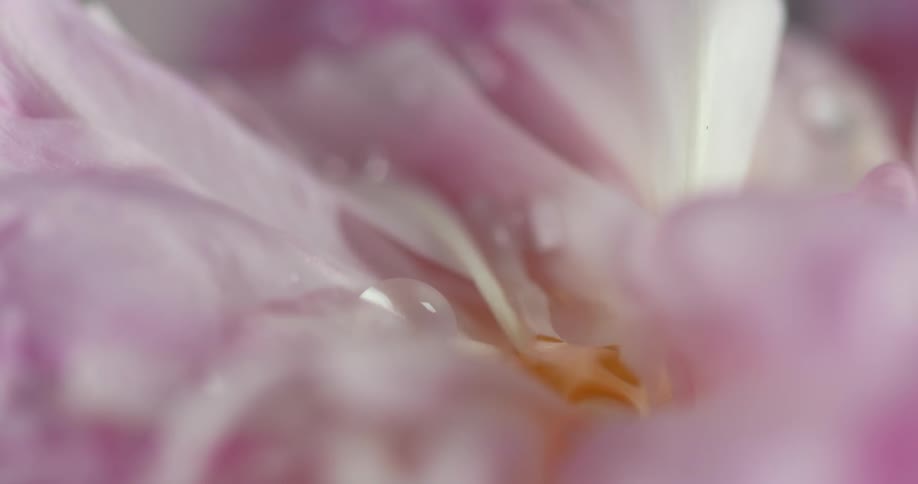 Close up of water dropping onto a pink flower petal