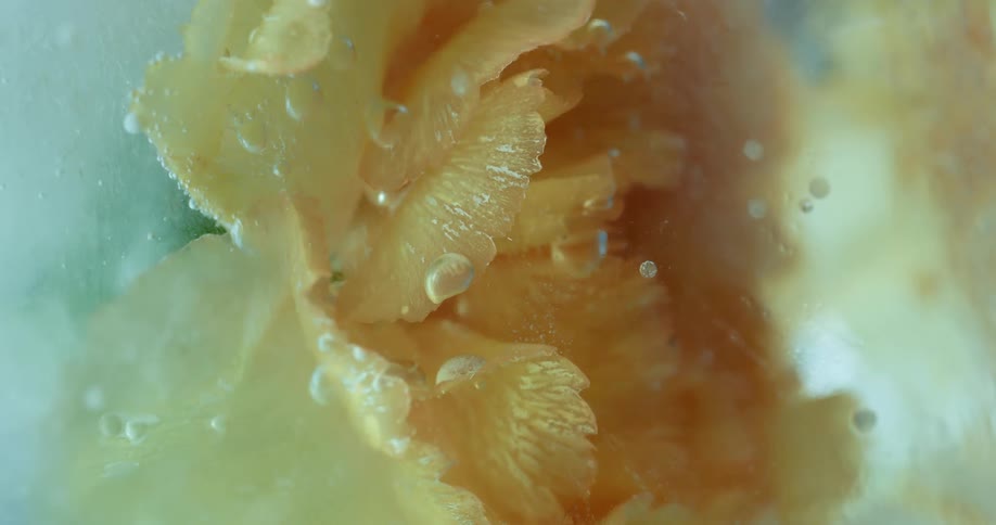 Still life of a yellow flower in an abstract dense liquid