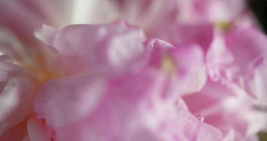 Close up of the petals of a pink flower