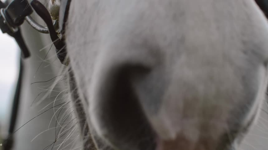 A white horse in a bridle lowers its head