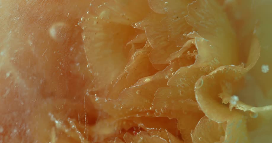 An orange object with several layers separated by segments