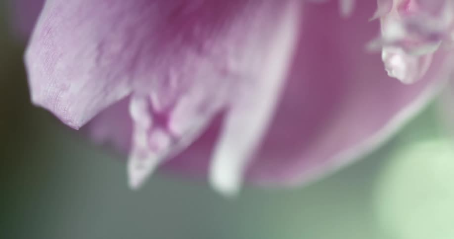 An orchids pink petal