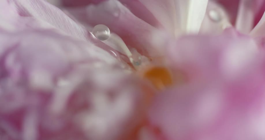 Flower with pink petals with drops of water falling