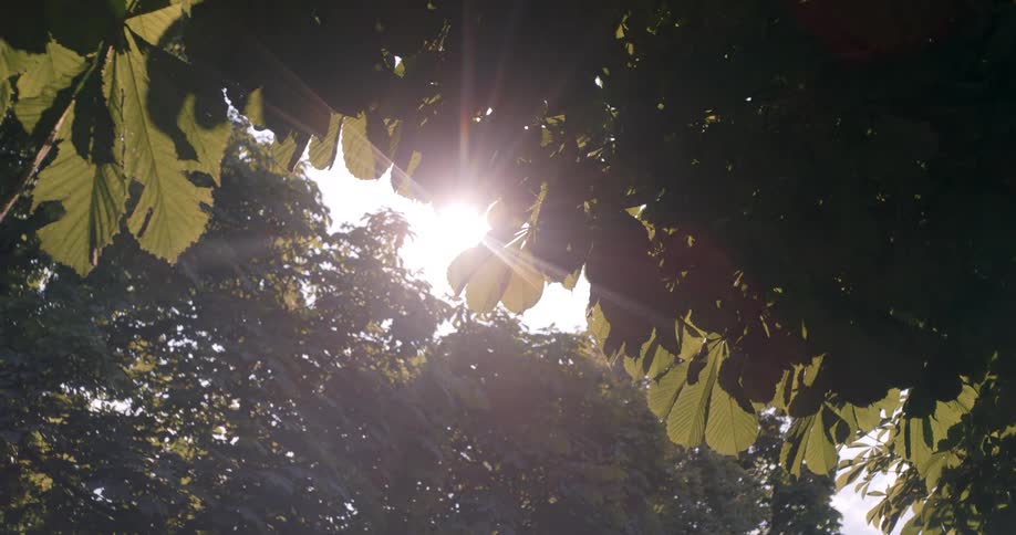 Sunlight flares on trees at midday