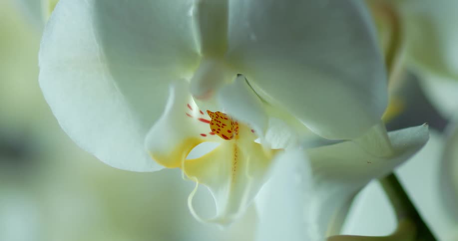 White orchid with a water droplet falling from it