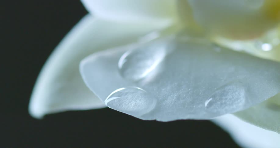 Water droplets in motion on the white petal of an orchid against a black background