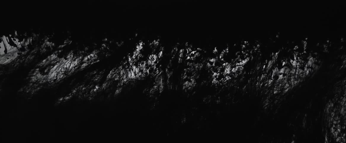 Abstract black forest