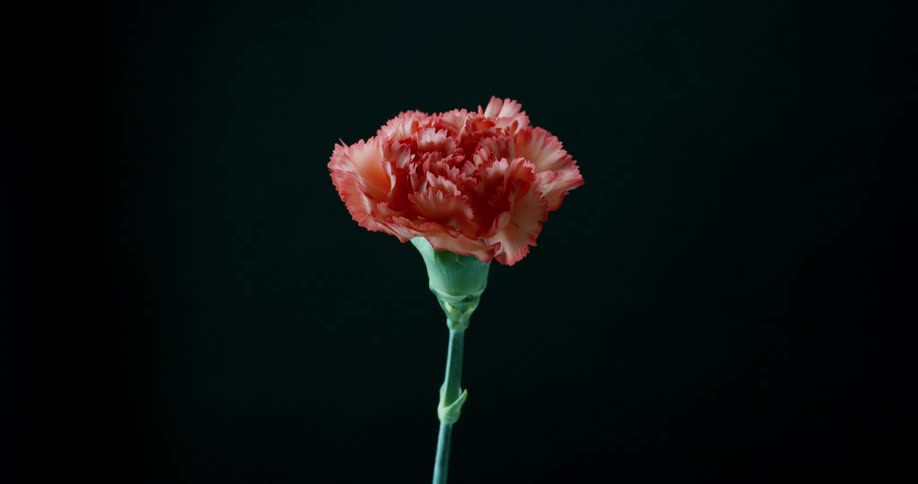 Light shines on a pink carnation flower in the darkness