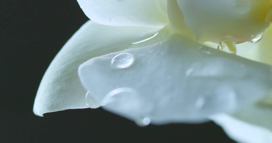Drops of water roll down the petals of a white flower