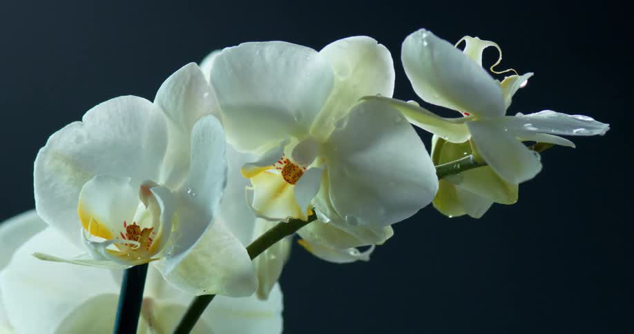Drops of water falling on a white flower