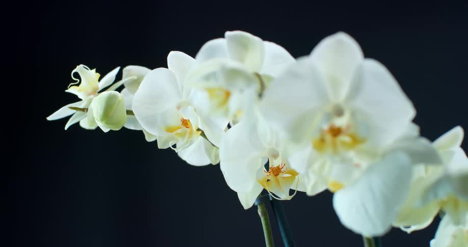 A close up clip of a flower