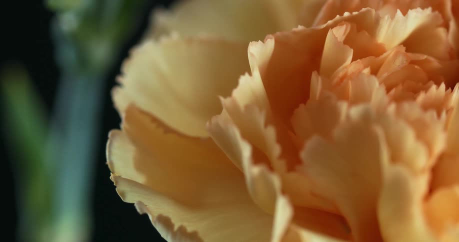 View of the light pink petals of a flower in extreme closeup