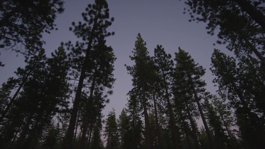 The tall trees fill the dawn sky above