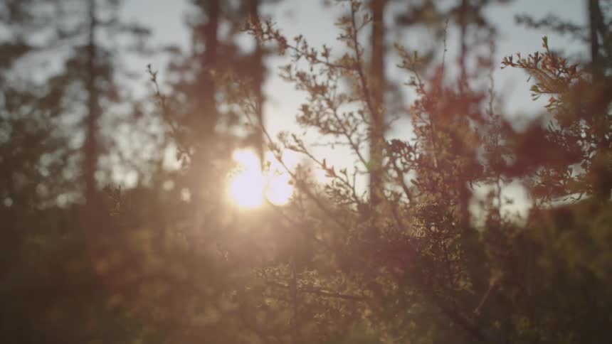 The sun is setting behind these trees
