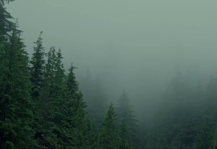 Heavy fog covers the forest