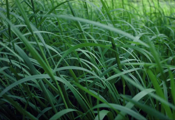 Tall grass blows in the wind in a lush field