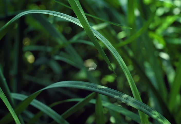 Sunlight flickers across tall grass as it moves in the breeze