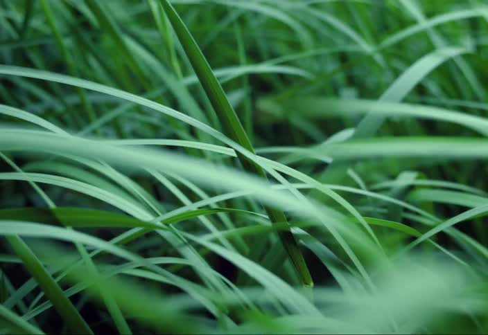 Tall grass moves in the wind