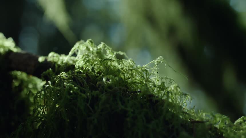 Tree foliage blows in the wind over a moss covered branch