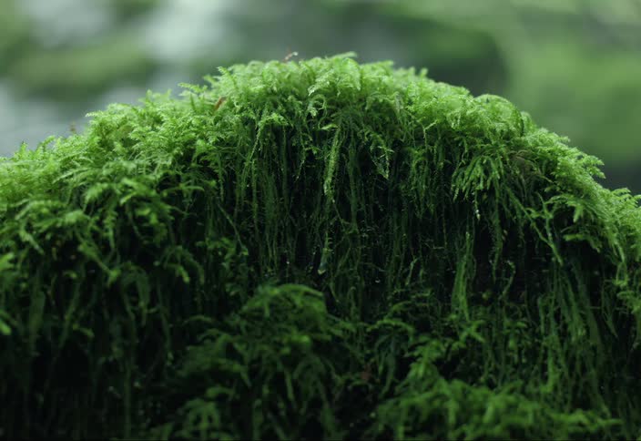 Moss hangs over a rock in a dark forest