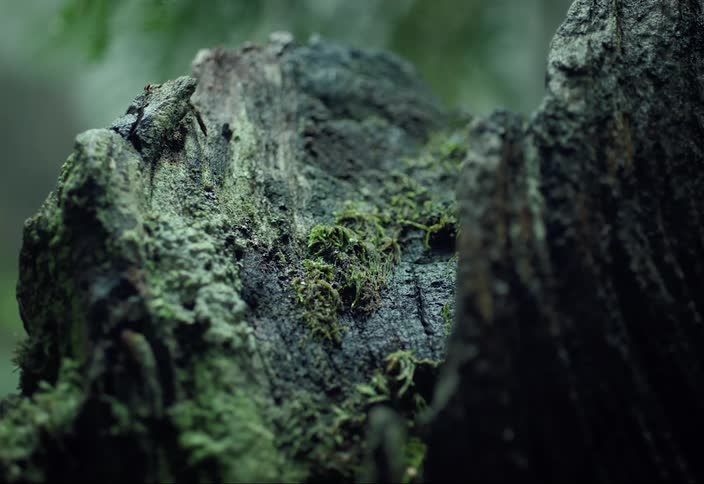 Vibrant green moss growing on a decomposing log